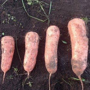 <아월스쉼농산> 국내산 제주산 구좌 경남 강원도 시즌 친환경 달콤한 햇 흙당근, 1박스, 2kg(특)