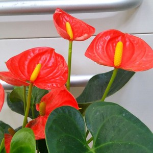 [용이네 화원] 안시리움 Small Oange 129 화원 농원, 1개