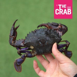 더꽃게 국내산 살아있는 생물 돌게 박하지, 1개, 당일조압 활 돌게 1kg (8-20미)