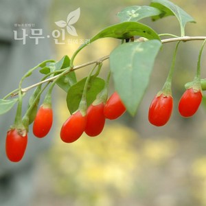 [나무인] 개량구기자 묘목 5개