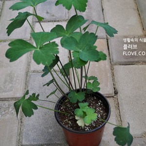 방풍, 1개