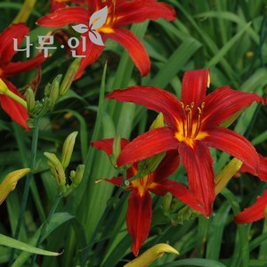 [나무인] 빨강색원추리 데이일리 5개