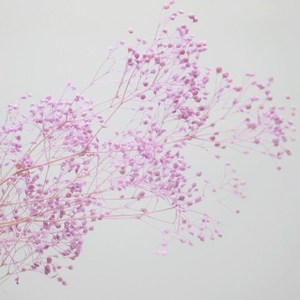캔들바다 프리저브드플라워 - 연보라안개, [ 연보라안개 ]