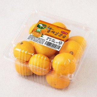 GAP 해풍맞은 올레길 Ai당도선별 11brix 감귤 로열과, 800g, 1개