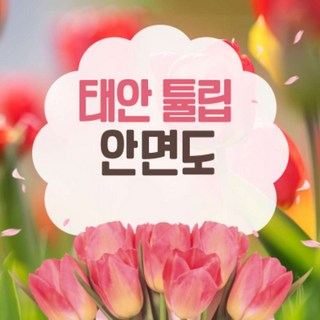 [봄꽃여행] 무궁화호 - 태안 세계튤립꽃박람회 & 간월도 & 안면도 자연휴양림 봄꽃여행 (당일)