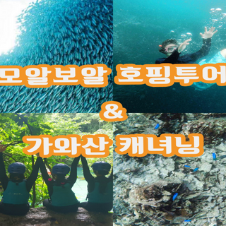 [세부] 모알보알 투어 + 가와산 캐녀닝