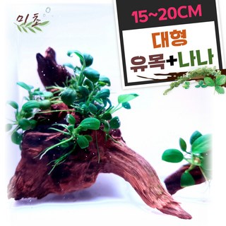 미초 나나 활착 유목