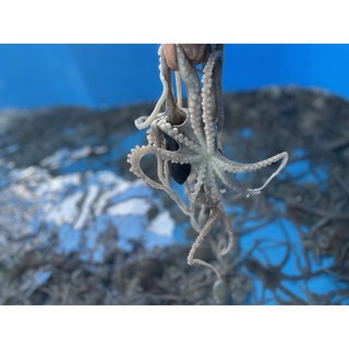 홍대낙지 (냉동), 300g, 6개 목포활낙지 11 (10마리)목포세발낙지 신안 무안 뻘낙지 국산 산지직송 택배 볶음 탕탕이, 50g내외, 10개