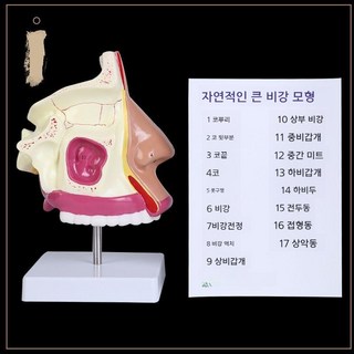 인간 비강 해부학 모델 구강 및 목구멍 병원용 소통 교육 모델, T23-코 해부 모형(스탠드 및 설명서 포함)