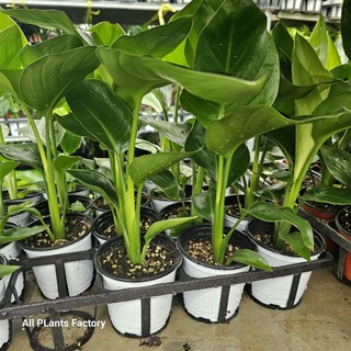 여인초 극락조 소품 반려식물 공기정화 플렌츠영 1개 상품 이미지