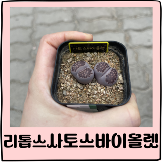 리톱스 사토스바이올렛 희귀다육 1개 상품 이미지