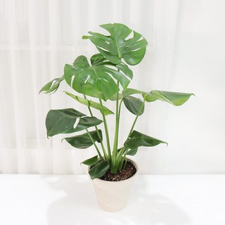 갑조네 몬스테라 델리시오사 대품 플랜테리어 반려식물 몬스테라(대품) 개별배송 1개 상품 이미지