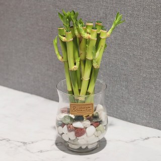 공기정화식물 라인글라스와 개운죽 DIY SET
