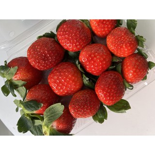 [당미과] 킹스베리 설향 논산딸기 500g 1kg 겨울제철 고당도딸기 제철딸기 킹스베리 금실 홍희, 1개, 설향 550G이상