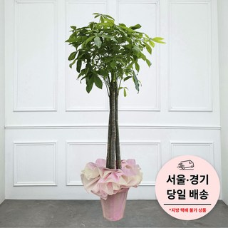 에코플랜트 금전수 개업 화분 집들이 선물 승진 사무실 이전 병원 개원 식당 개업식 축하 화분 배달 [서울 경기 당일배송]<토요일 오후 일요일 주문건 월요일배송>, 1개, 06. 파키라