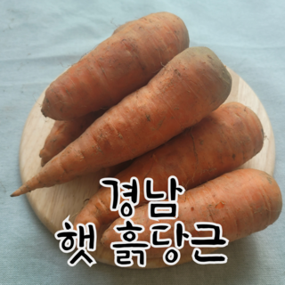 달큰 아삭 제주 구좌 당근