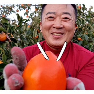 하동 악양 대봉감 대봉 대봉시 홍시 5kg 10kg, 1박스, 5kg(대:15~16과)