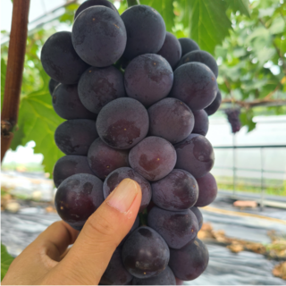 거봉 포도 씨없는 고당도 김천 거봉 [산지직송] 특 등급 1kg 1.5kg 2kg 3kg 4kg, 1개, 1.5kg (3~4송이)