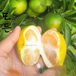 모든 산지직송 제주감귤 노지감귤 과일선물세트 극조생 하우스감귤 로얄과, 1개, 귤3kg