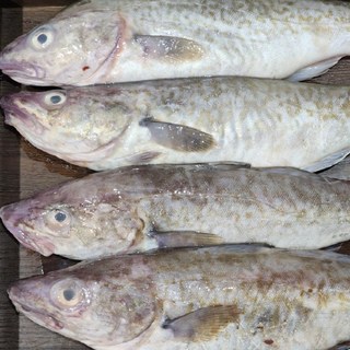 동해안 삼척 생물 대구 3키로 3-6미내외 자연산대구 생대구 고니 이리 알탕, 1박스, 3kg