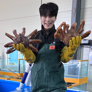 [킹콩농수산]특A급 수율좋은 활 자숙 브라운 킹크랩, 1개, 브라운 킹크랩 1.8kg내외 (생물)