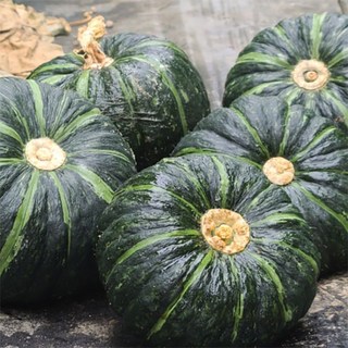 [용이청과]제주 보우짱 미니단호박 10kg 1박스, 2kg
