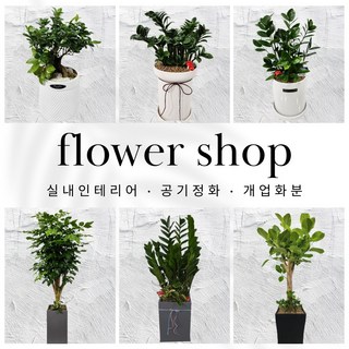 [전국배달+당일배송] 6. 녹보수 대형화분 실내인테리어 식물테라피 공기정화식물 개업화분, 6. 녹보수-물받이형, 1개