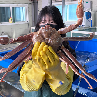 킹콩농수산 특A급 프리미엄 선어자숙대게 1Kg내외, 1개, 3kg