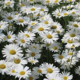 아이데이지 곰돌이 타올 세트