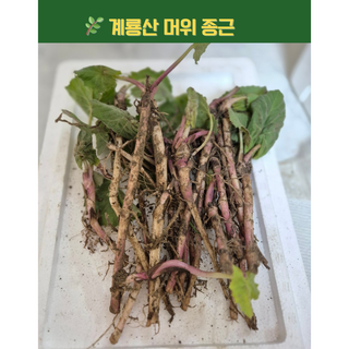 [행복밥상] 머위 종근 머위 모종 머위 뿌리 (계룡산) 5촉 10촉, 10개