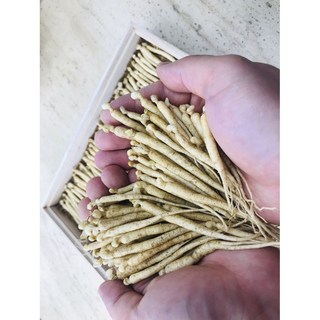 풍기금계인삼 풍기인삼 애기삼 묘삼 종자 후치기 500g 750g, 1개