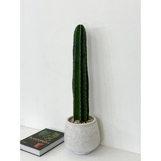 귀면각 선인장 80cm 대형선인장
