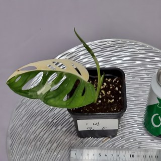 무늬 아단소니 1번 공기정화식물 희귀식물 동일품배송 1개 상품 이미지