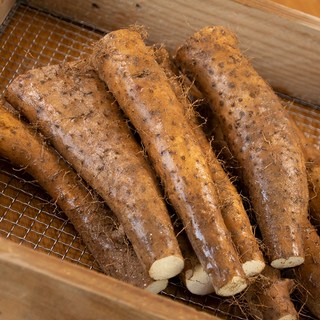 안동 태산농장 장마