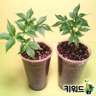 키워드삼 (새싹인삼 재배 키트 세트 새싹삼 화분 새싹삼 묘삼 재배), 목경 1, 1개
