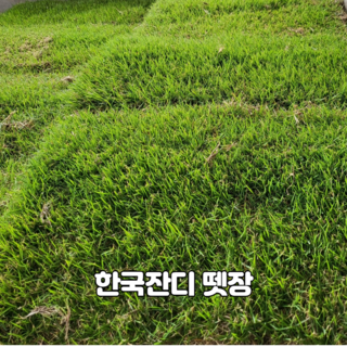 한국잔디뗏장 40*60*4cm(가로*세로*두께)-2장 (0.24m2용) 정원 산소 공원용 낮은키 질감우수 병해강 더위 추위강, 2개