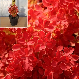 유럽 매자나무 묘목(오렌지아이즈)