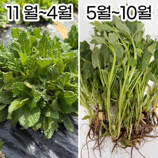 곰보배추 생초 뿌리포함 국산 농장직송, 500g, 1개