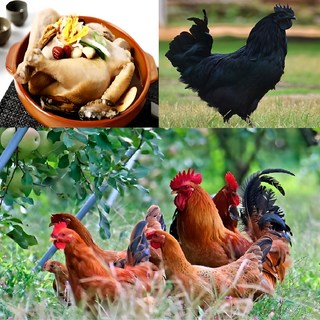 토종닭 백숙 2.3kg내외 생닭 시골토종 장닭 암닭 오골계 [티백증정] 몸보신용 주문손질 [오후5시이전 주문 당일출고], 5.토종닭탕용 2kg내외, 1개