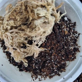 톡토기 배양키트 상품 이미지