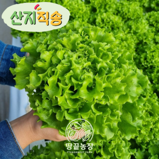 [땅끝농장] 산지직송 무농약 GAP인증 유러피안 샐러드 유럽샐러드 쌈채소 3~4종, 1개, 1kg