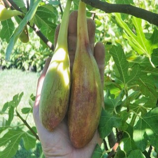 무화과 나무 묘목 / 롱다우트 무화과 삽목 1년/ 두번 수확하는 우량 무화과 품종 / 최대 250g의 대과종, 1개