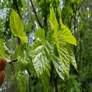 충남서산 뽕잎 생뽕잎500g