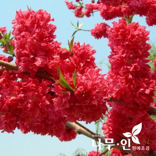 꽃복숭아 홍도화묘목