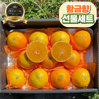 [프리미엄] 선물세트 고당도 황금향 산지직송, 1개, 3kg