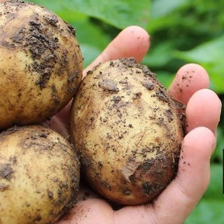 [사계농산]속이 꽉찬 국내산 햇 수미감자, 1박스, 대 3kg