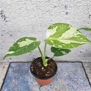 무늬몬스테라 유묘 몬스테라 키우기 상품 이미지