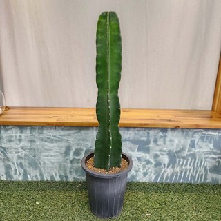 무지개정원 귀면각 선인장