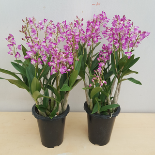 [용이네 화원]( 2개묶음)(1+1) 향이좋은 핑크 긴기아난 314 천리향 만리향 금전수 카랑코에 후리지아 핑크긴기아난, 2개