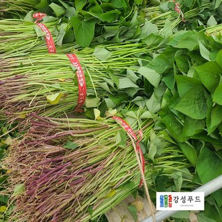 강성푸드 해남 꿀고구마모종